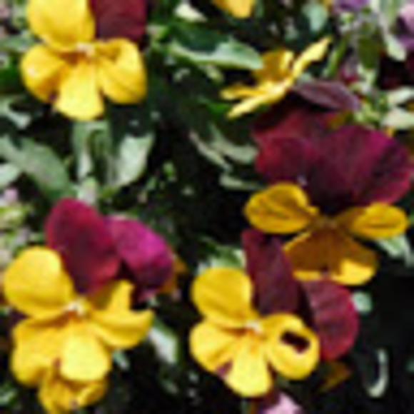 Meet your Posher, Chance - Picture 1 of 1